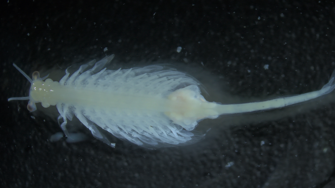A female from the species Artemia sorgeloosi.