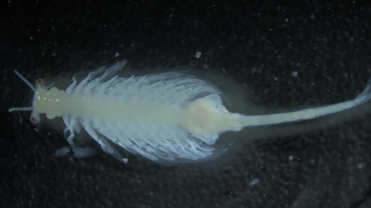 A female from the species Artemia sorgeloosi.