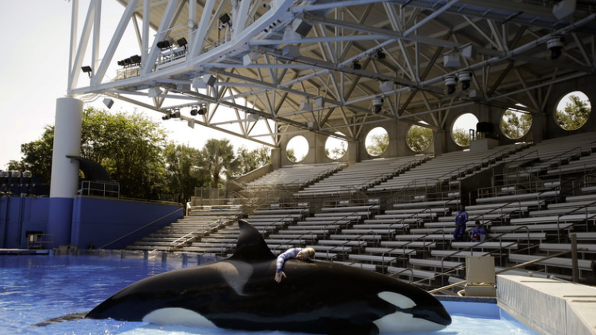 SeaWorld trainer Michelle Shoemaker hugs Kayla as she works on a routine before a show in 2014 in Orlando.