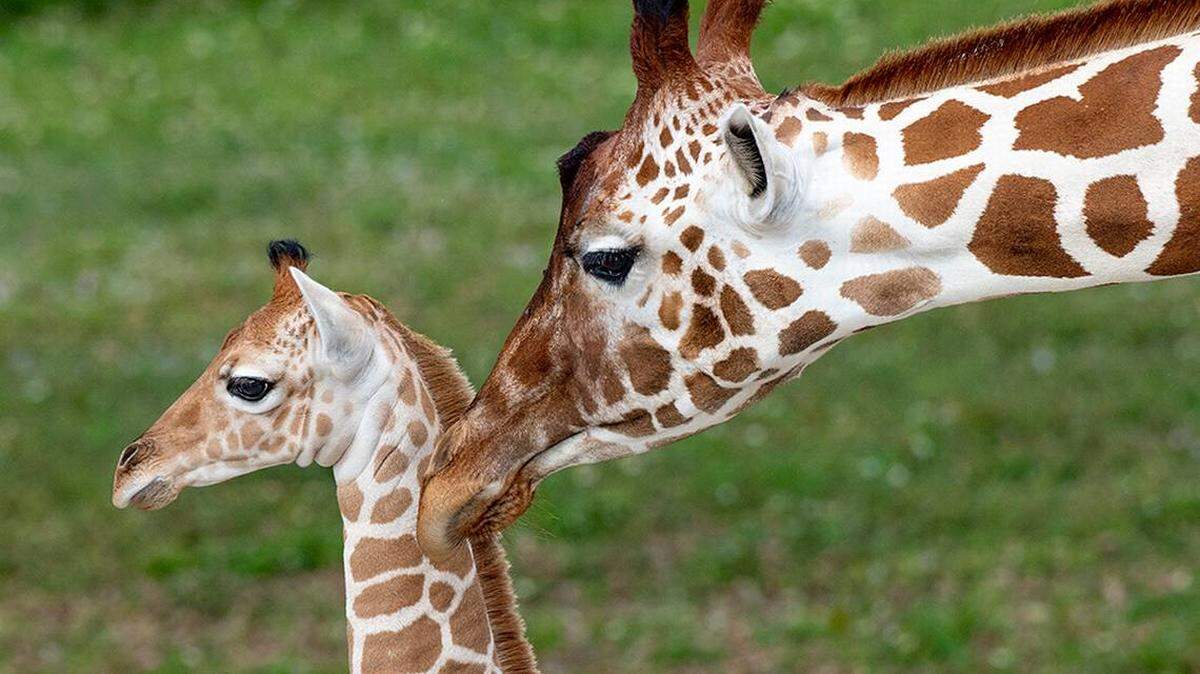 Baby giraffes were born at Zoo Miami in February.  See them before they turn into unruly teenagers.