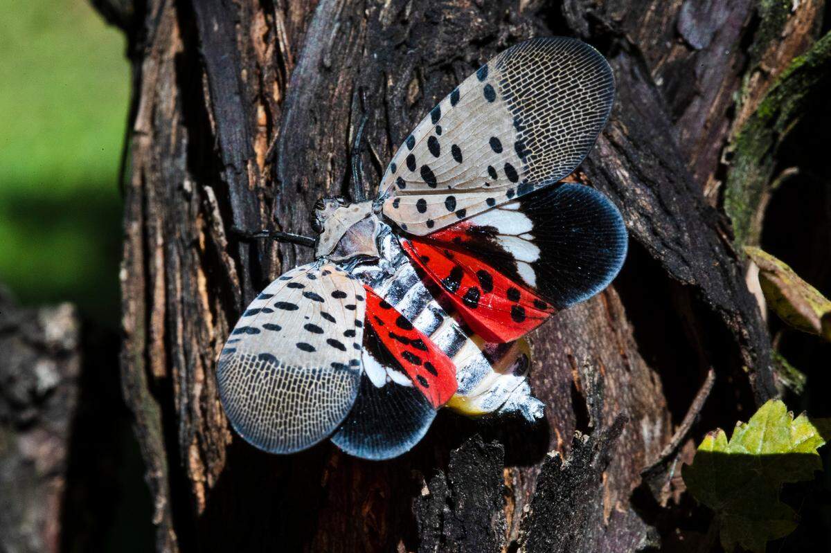 This Thursday, Sept. 19, 2019, photo shows a spotted lanternfly at a vineyard in Kutztown, Pa.