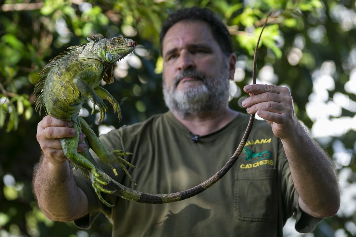 Brian Wood holds an iguana he caught near The Danians Condo in Dania Beach, Florida on Monday, October 28, 2019.