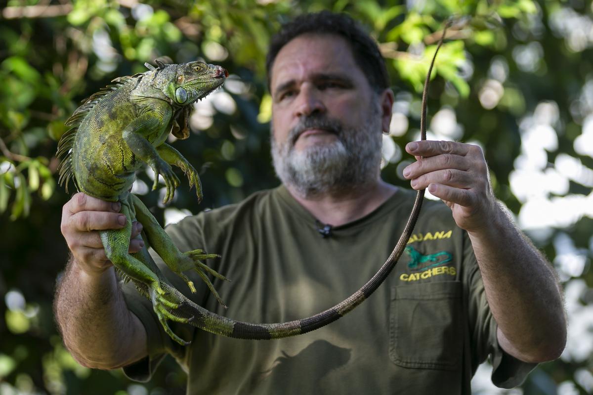 Brian Wood holds an iguana he caught near The Danians Condo in Dania Beach, Florida on Monday, October 28, 2019.