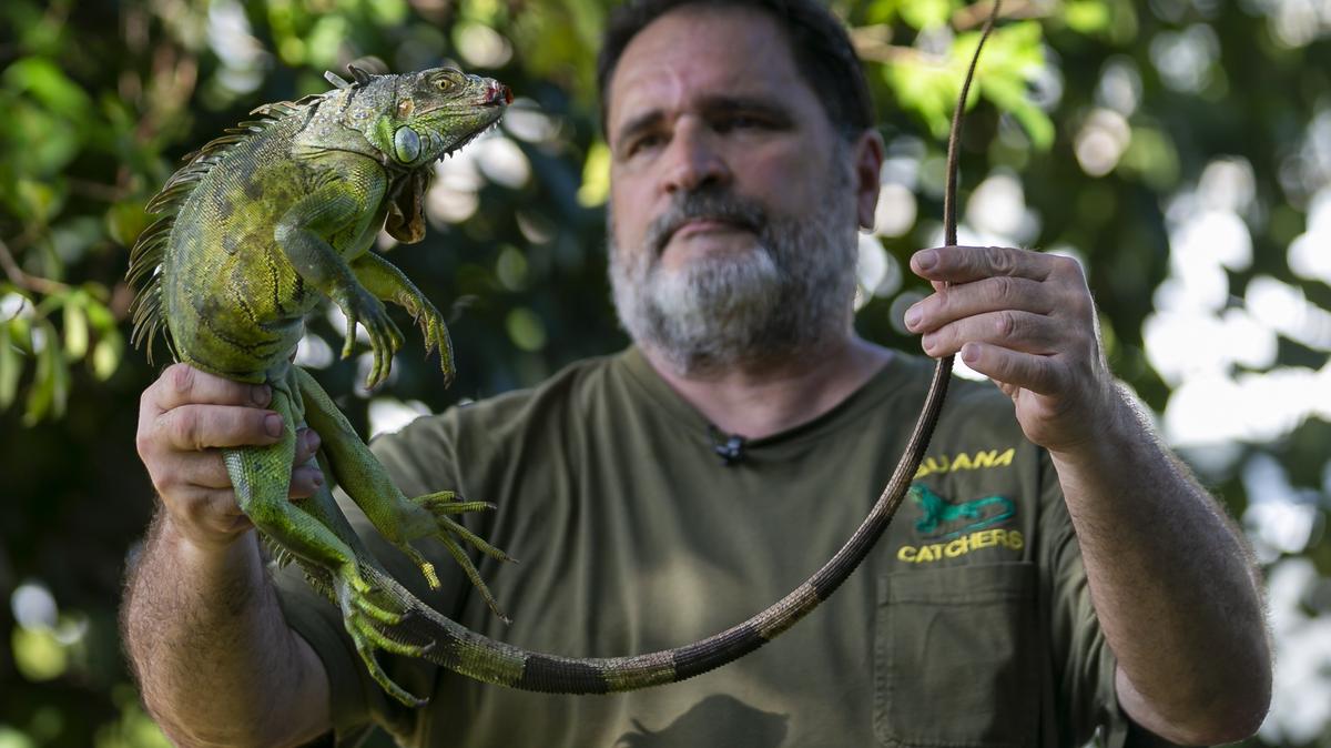 Brian Wood holds an iguana he caught near The Danians Condo in Dania Beach, Florida on Monday, October 28, 2019.
