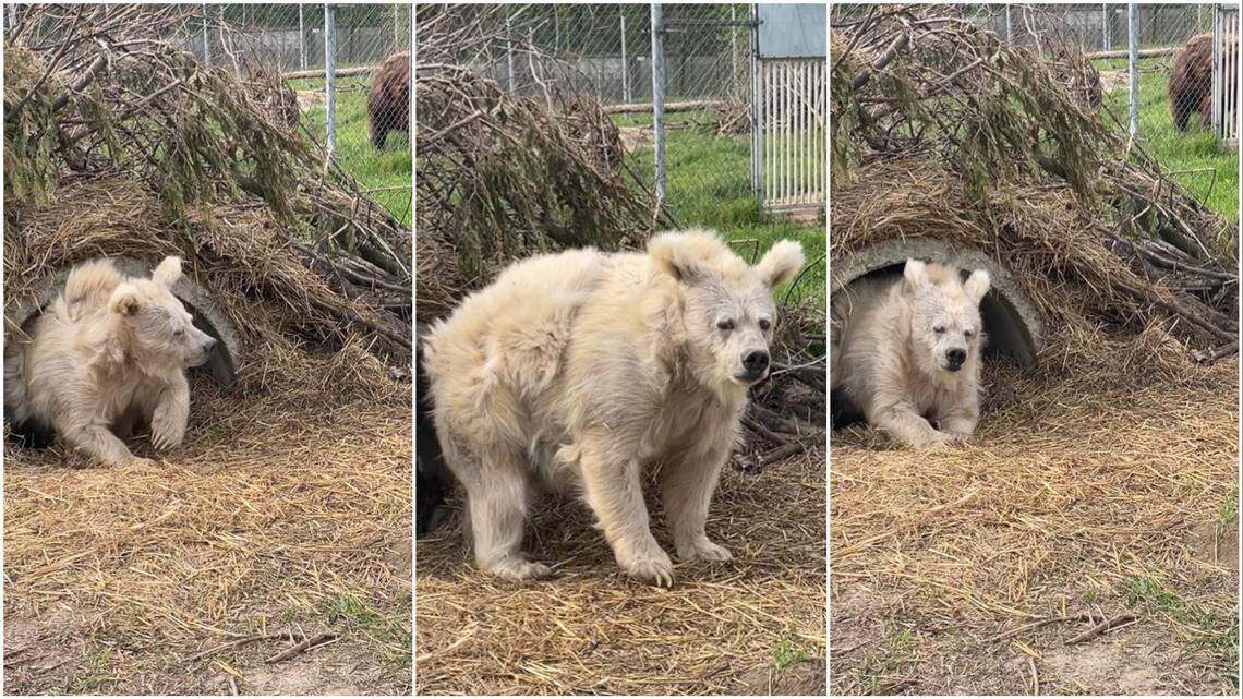 A relatable video from a bear rescue in Kyiv shows Chada, an endangered Himalayan brown bear, wake up looking disoriented and tired on a Monday.