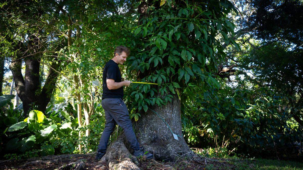 Kenneth Feeley, UM biology professor and Director of the Gifford Arboretum measures a tree on campus. His research found that about half of Miami’s trees will be stressed by rising temperatures.