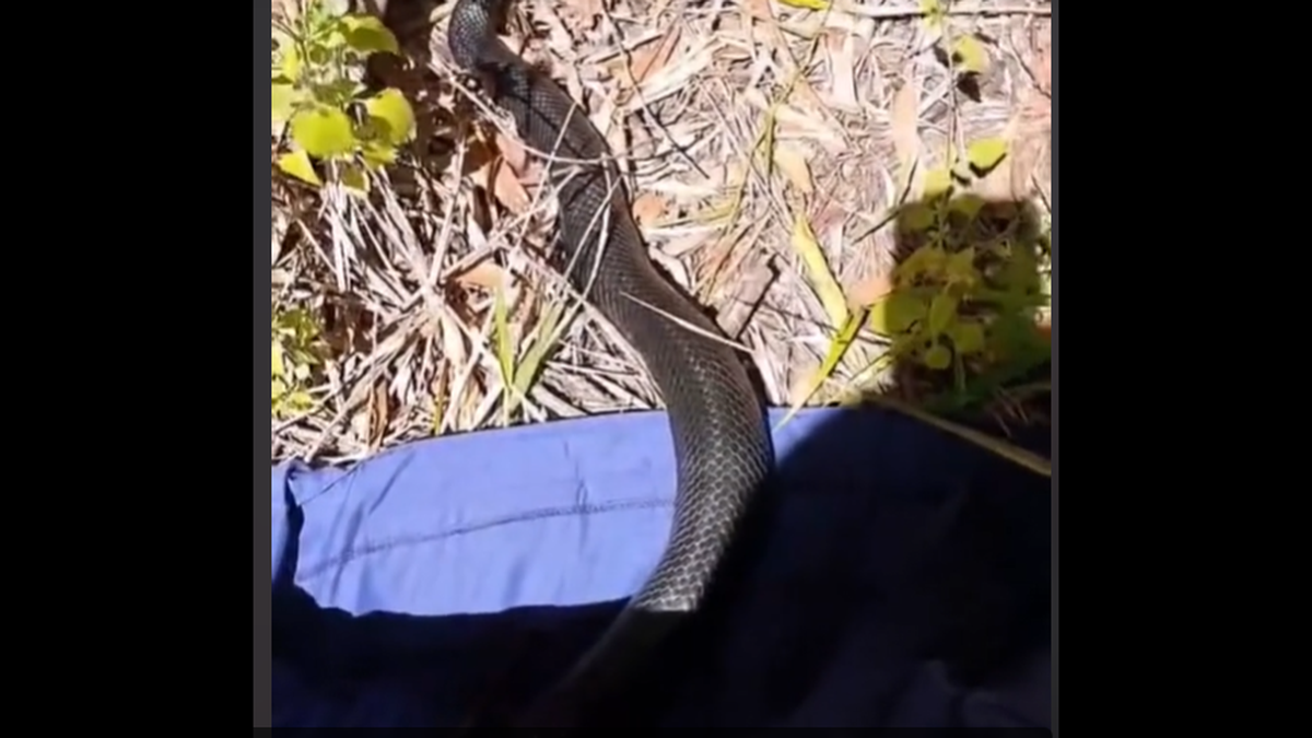 The snake was safely captured and released.