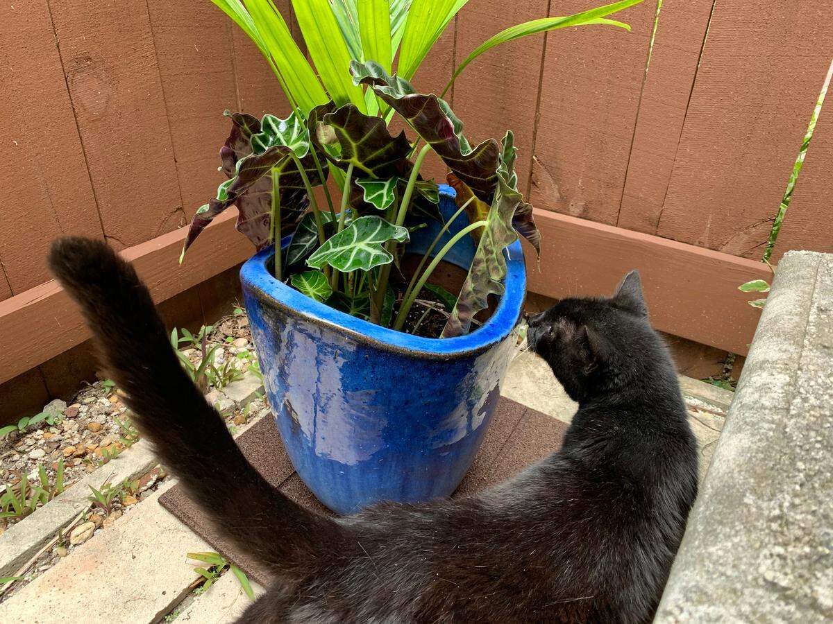 Health experts with the Centers for Disease Control and Prevention, the United States Department of Agriculture and the Paris-based World Organisation for Animal Health suggest to keep your pets safe from COVID-19 try and keep your pets — like this curious cat — indoors.