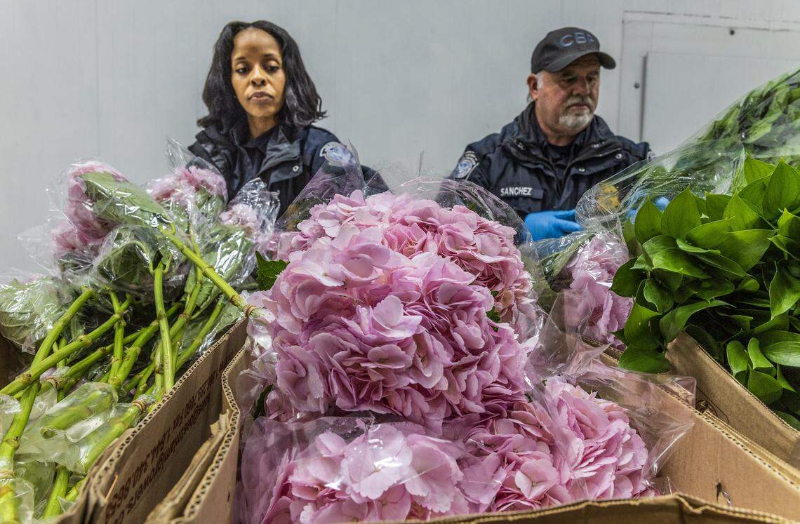 U.S. Customs and Border Protection officers Johnson (left) and Sanchez, conduct a rigorous inspection of imported flowers arriving from Colombia and Ecuador, to detect pests and diseases threatening U.S. agriculture, ahead of Valentine's day in the Avianca Cargo Warehouse at Miami International Airport, in Miami, on Friday Feb 06, 2026