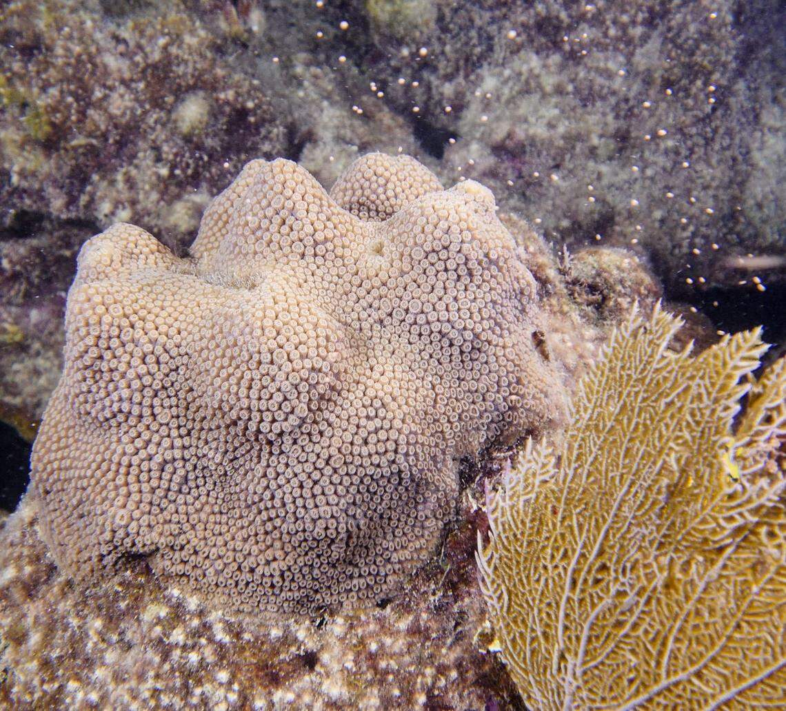 Giant corals grown in a nursery and outplanted by Mote Marine Laboratory spawned for the first time last week.