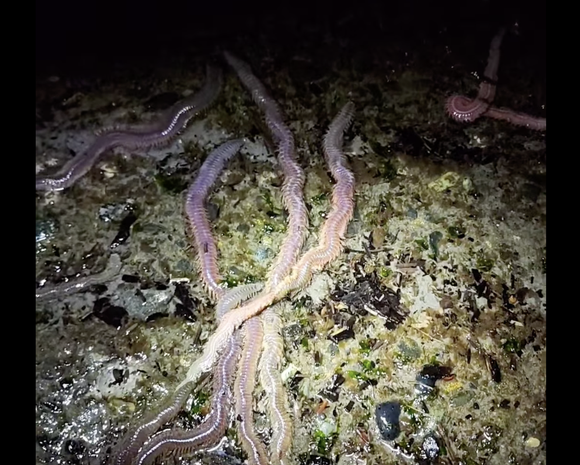 The worms are triggered to come up to the surface and mate.