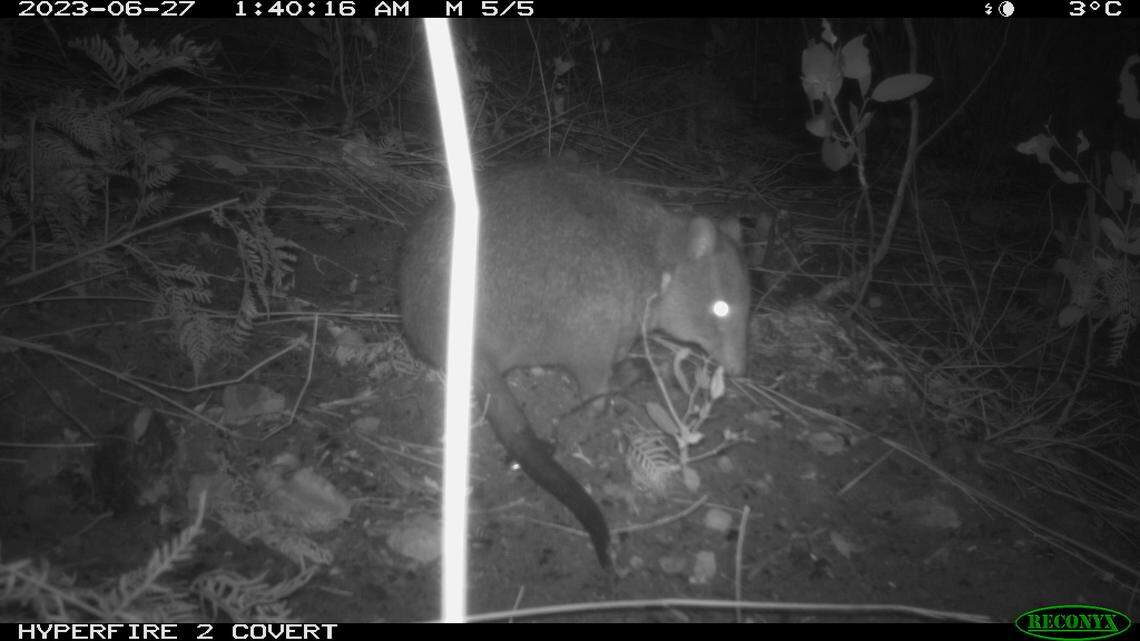 A long-footed potoroo photographed in the Bondi State Forest at night.