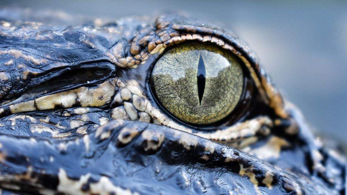 Louisiana’s male alligators can grow to 13 feet in length, which indicates 6-foot Gerald might be a young adult.