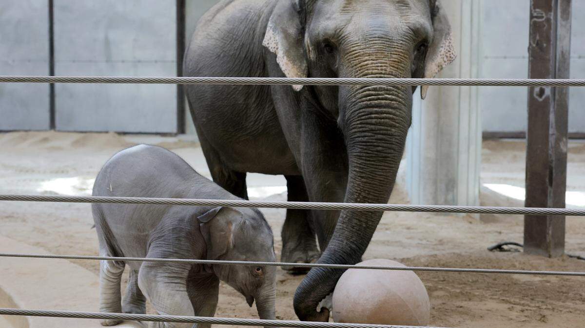 WASHINGTON, DC - APRIL 14: Linh Mai, a 2-month-old Asian elephant, wanders her enclosure with a female elephant Swarna during a media preview event at the Smithsonian National Zoological Park on April 14, 2026 in Washington, DC. Linh Mai spends most of her time with Swarna, who is not her mother but was more maternal and safer for Linh Mai. The new elephant was born February 2nd and is the first Asian elephant born at the zoo in 25 years. (Photo by Anna Moneymaker/Getty Images)