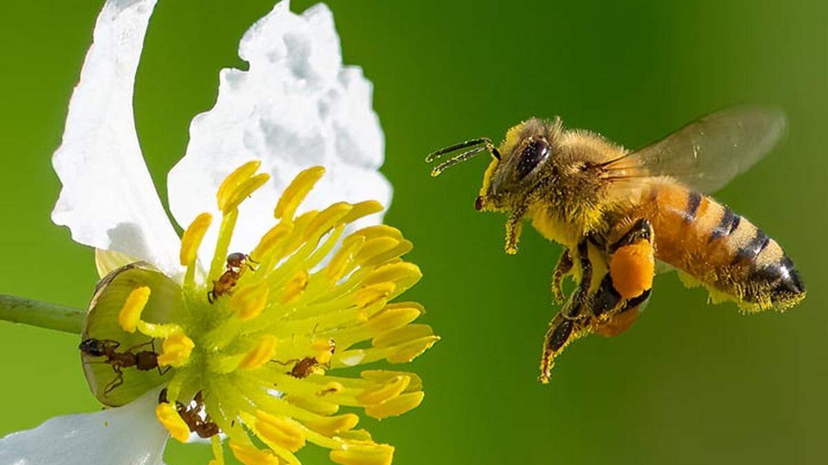 Pollinators like bees, butterflies and birds face significant threats from pesticide use and habitat loss. Planting hardy native South Florida plants helps.