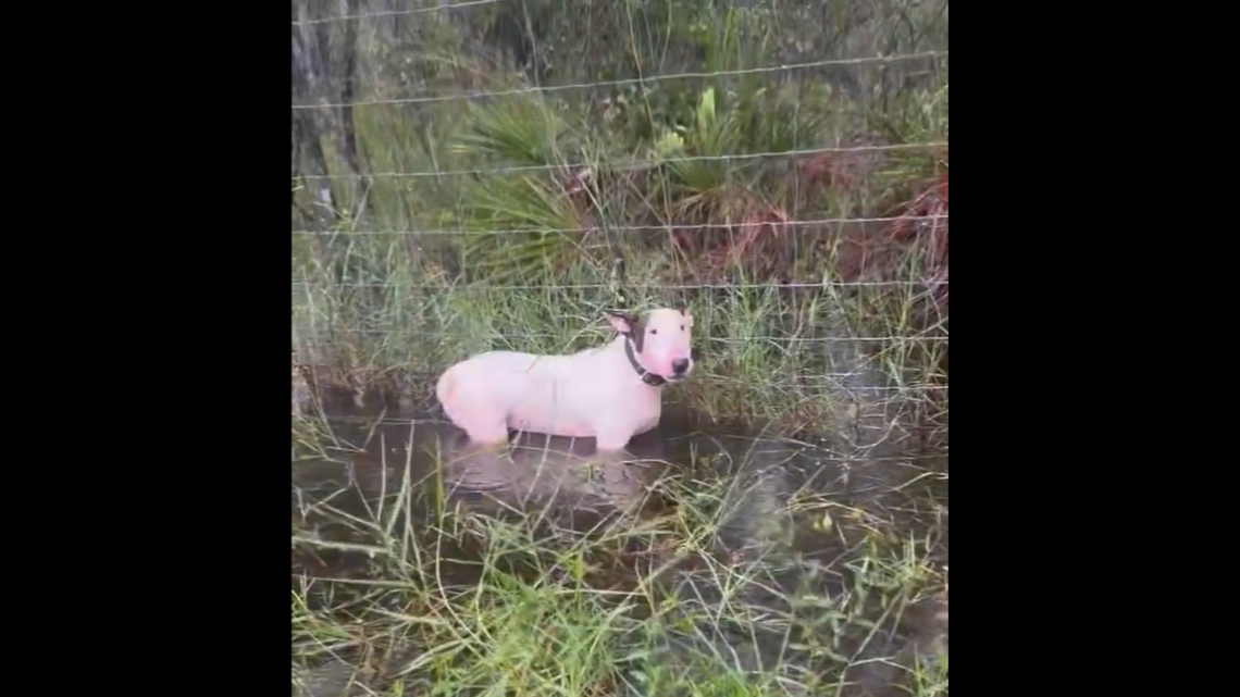 This dog was found tied to a fence along Interstate 75 in Tampa as Hurricane Milton neared Florida’s coast Wednesday, Oct. 9, according to the Florida Highway Patrol.