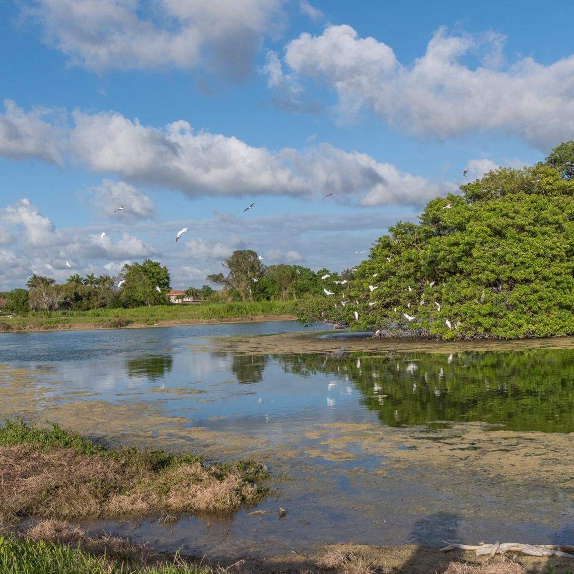 Bird rookery on one of the lakes of the old Calusa golf course in Kendall. Dennis Horn