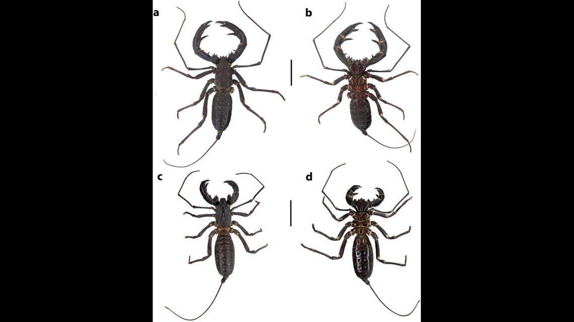 Scientists said they discovered Mastigoproctus franckei living in tropical rainforests.