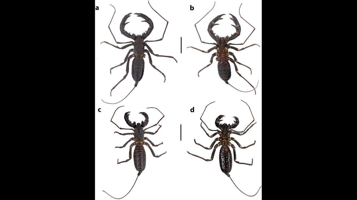 Scientists said they discovered Mastigoproctus franckei living in tropical rainforests.