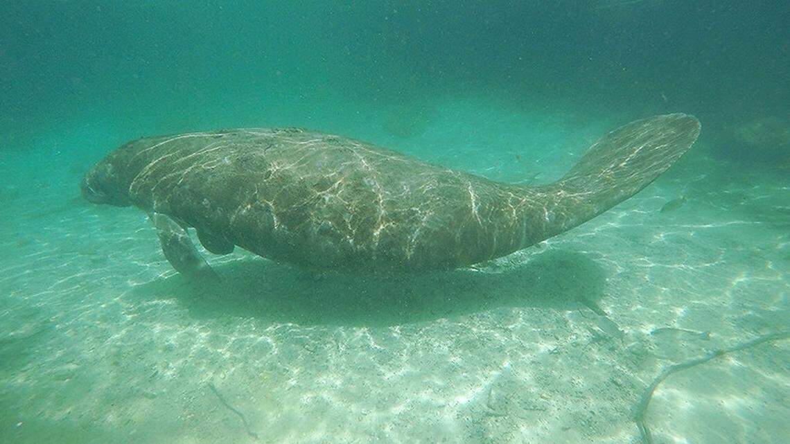 Manatees are known to frequent the area, while feeding on “seagrass, algae and other vegetation,” experts say. They can reach 13 feet in length and 3,500 pounds, the commission says.