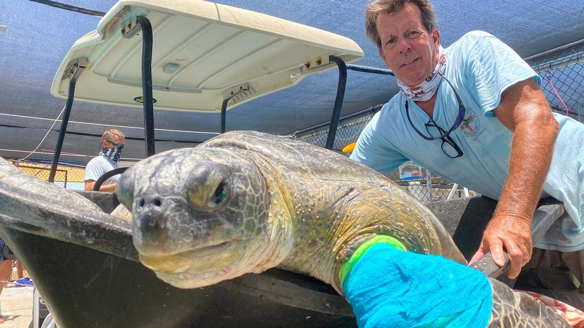 Bruce Squier of the Marathon Turtle Hospital stands behind Shelly, an injured green sea turtle rescued off the Florida Keys Thursday, July 9, 2020.