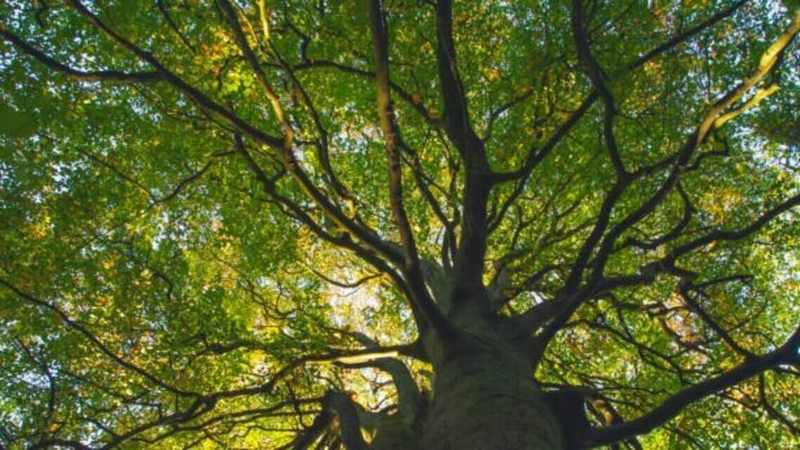 Para evitar una catástrofe climática, tenemos que salvar los grandes árboles del mundo | Opinión
