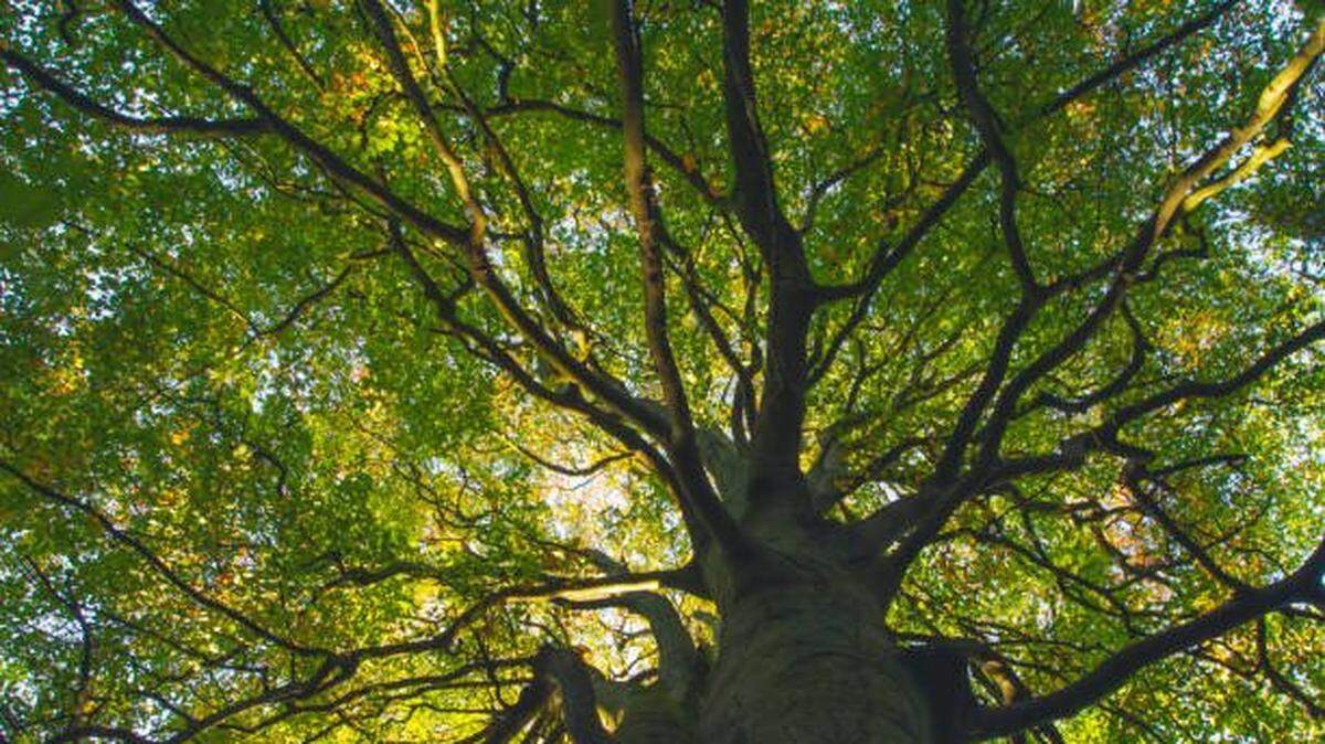 It’s as important to save old forests for their benefits to the planet as it is to plant new trees.