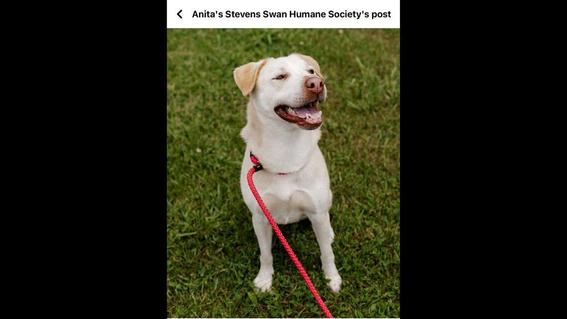 Sugar is a lab-mix who has lived at Anita’s Stevens Swan Humane Society in Utica, New York, since 2022.