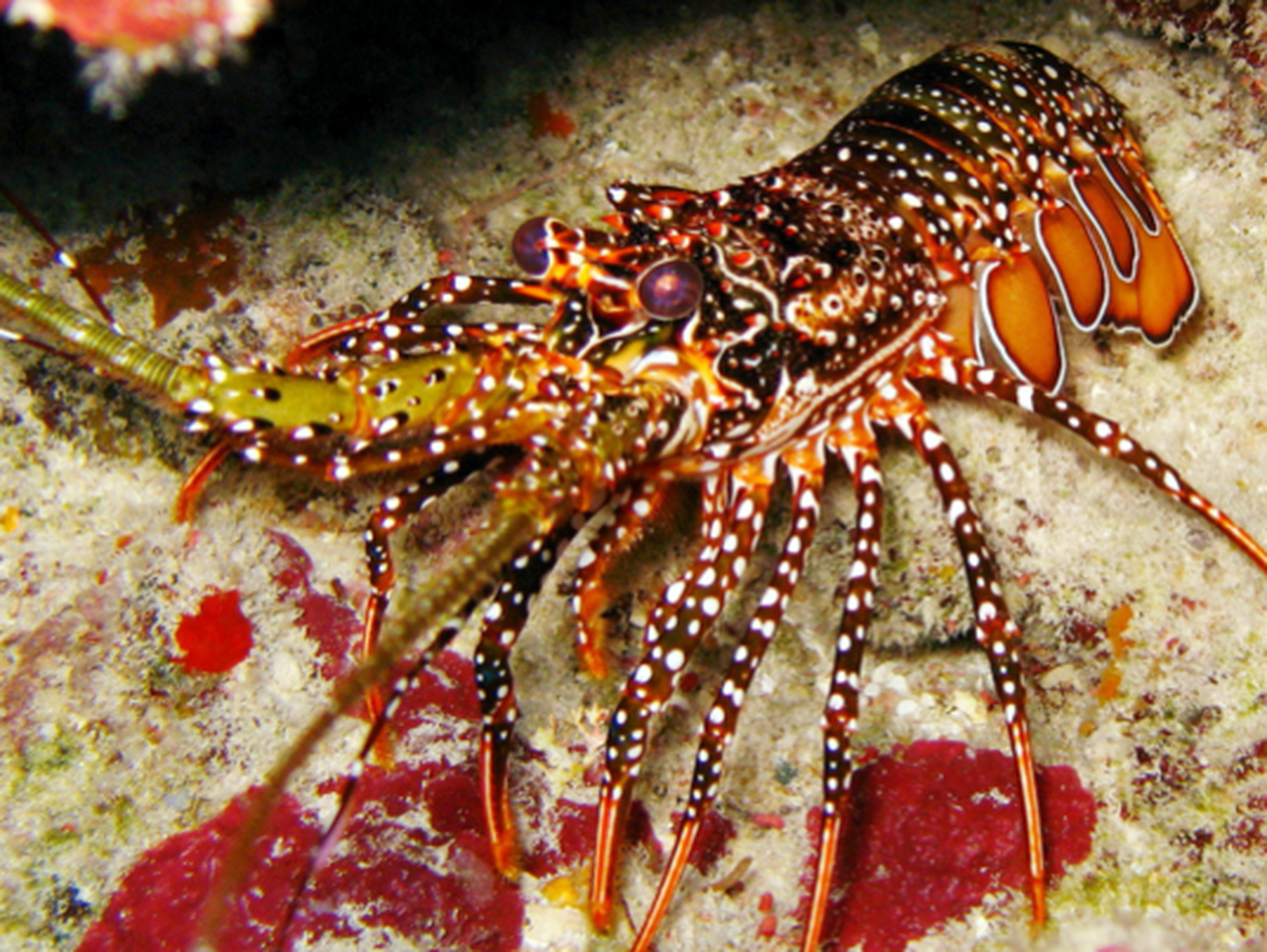 Researchers are studying whether spotted spiny lobster, a native of South Florida, might help control snails that can destroy weakened corals — a “bio-control” that could help protect damaged reefs.