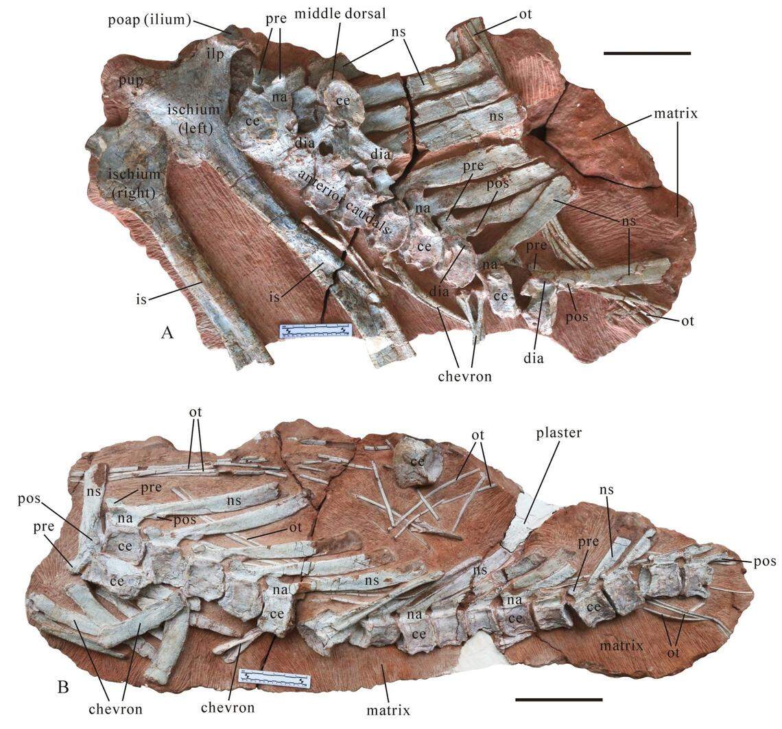 The bones were primarily from the back portion of the dinosaur’s body, but part of the jaw were also found.