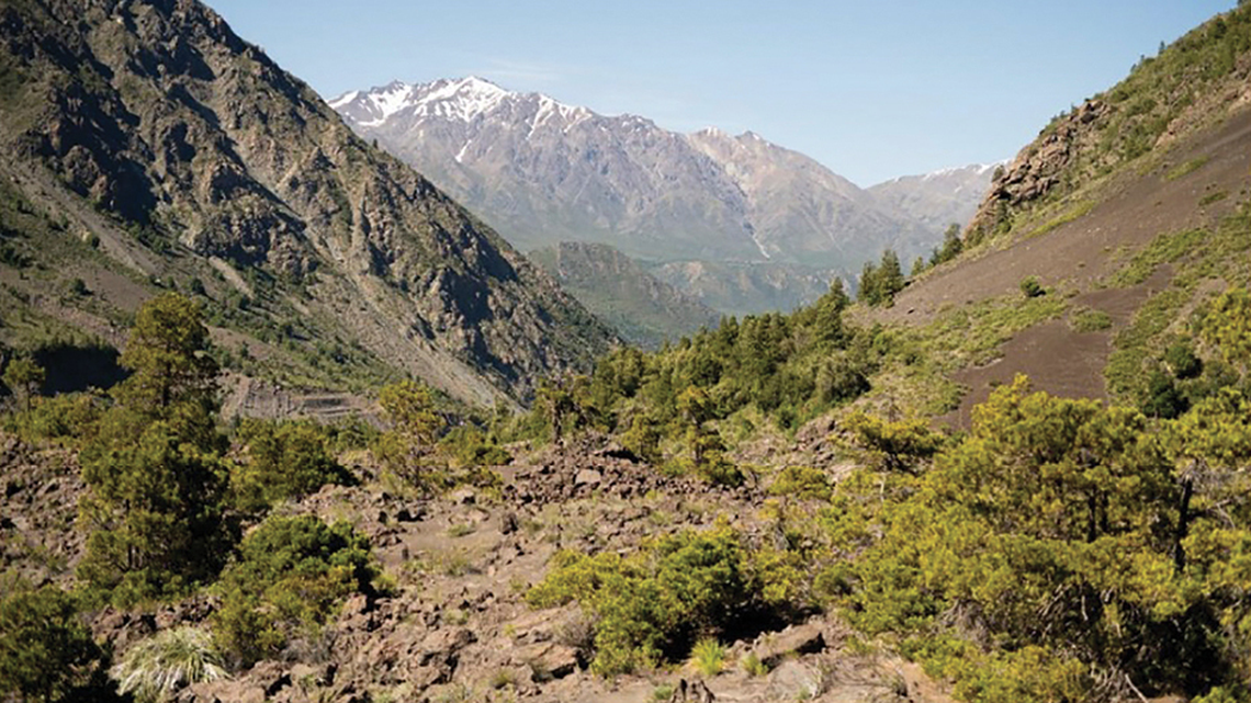 In a valley in the Andes, a fluorescent creature was discovered as a new species.