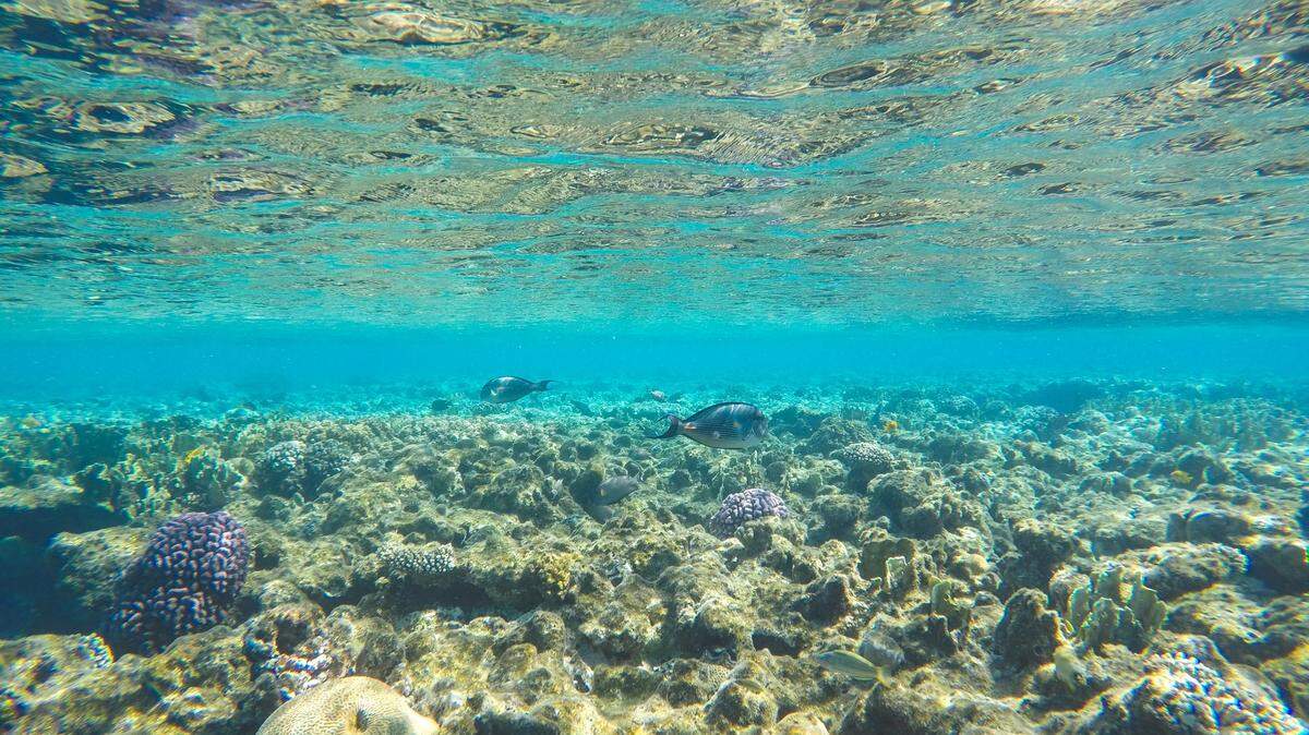 Hidden in the coral and rocky caves of the Red Sea, a new species of “grumpy” sea creature was discovered.