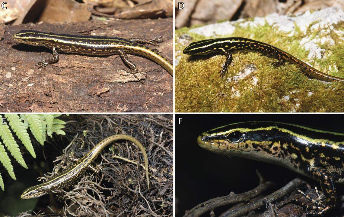 Researchers said they observed the new species sun basking in leaf litter and vegetative debris.