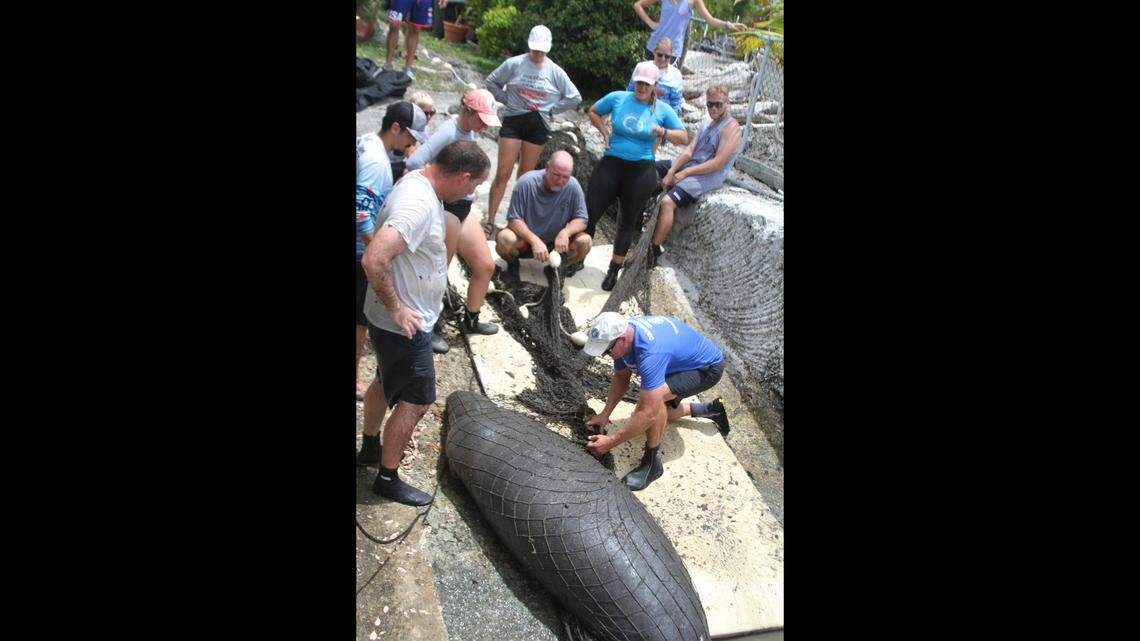 Marine mammal rescuers inspect a sick manatee that was saved from a canal in the Florida Keys Wednesday, July 6, 2022.