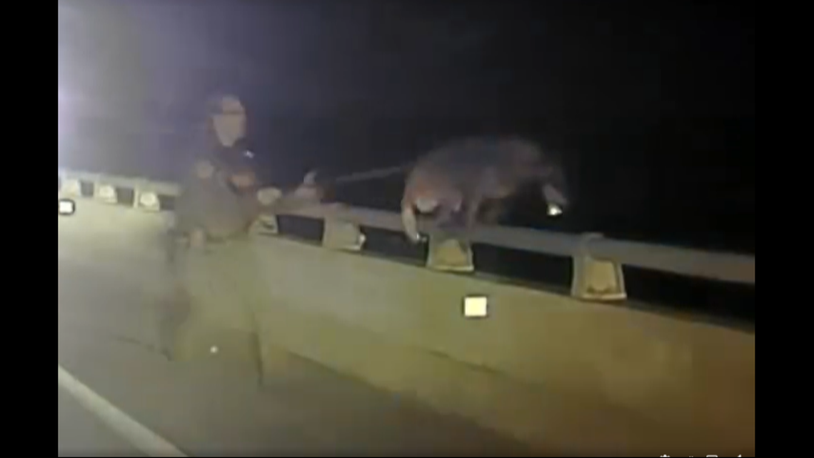 This video screen grab shows the moment Brevard County K-9 deputy Zeppelin jumped off the 528 Causeway in Brevard County.