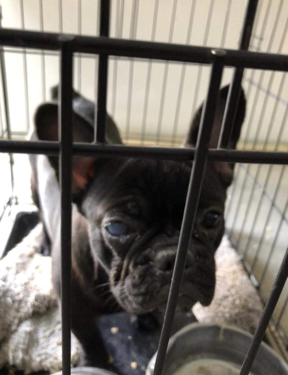 “Puppy from known puppy mill breeder that supplied Shake A Paw,” according to New York Attorney General Letitia James’ news release.