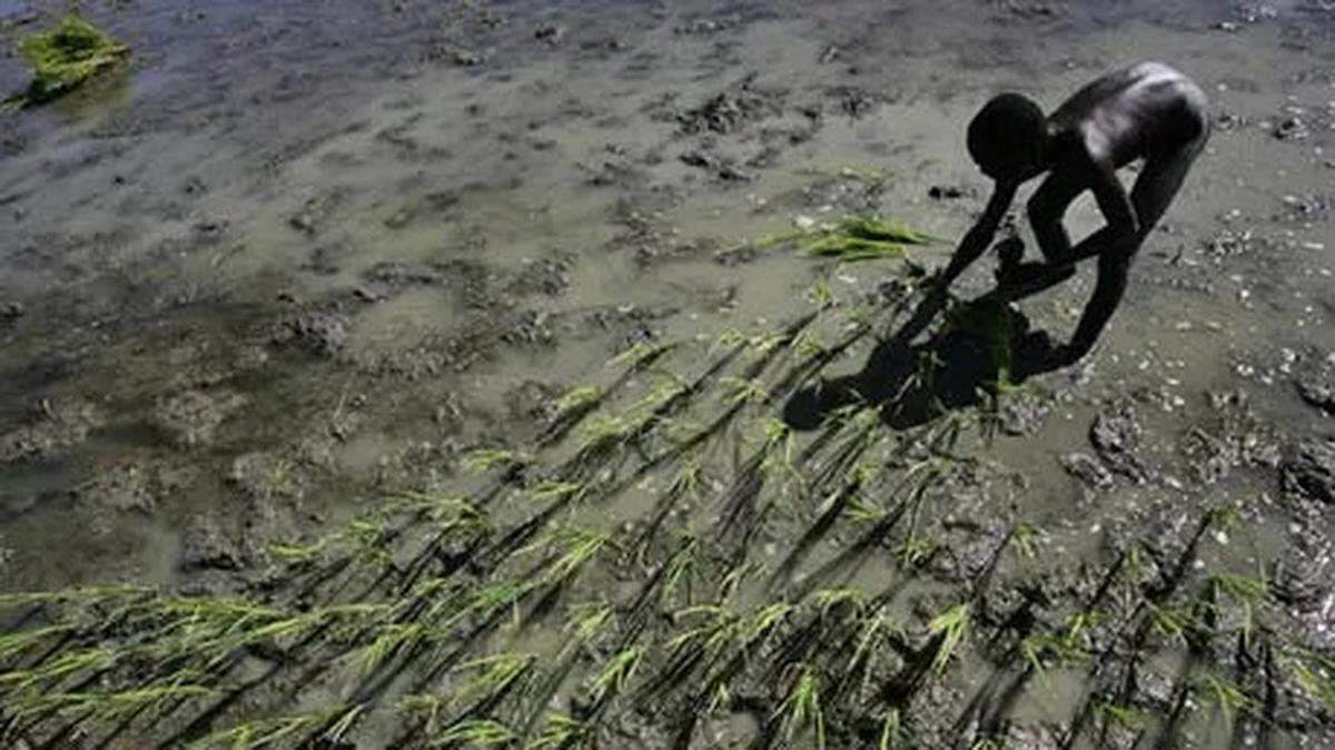 A boy works in a rice field in Haiti’s Artibonite valley. Agricultural output is down, in part, because of U.S. policies to benefit American farmers.