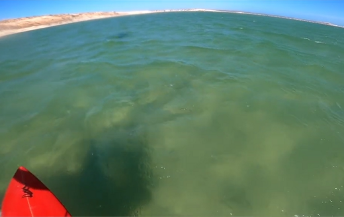 A kite surfer off the west coast of Australia was in for a shock when an ocean creature flew into the air, a TikTok video shows.