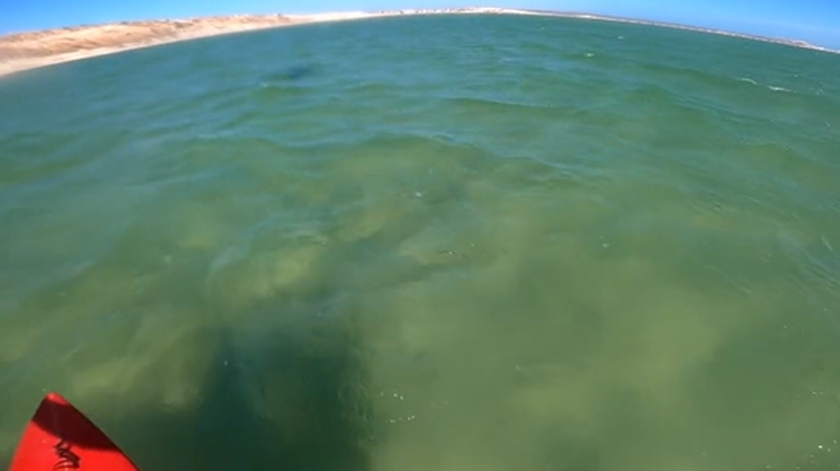 A kite surfer off the west coast of Australia was in for a shock when an ocean creature flew into the air, a TikTok video shows.