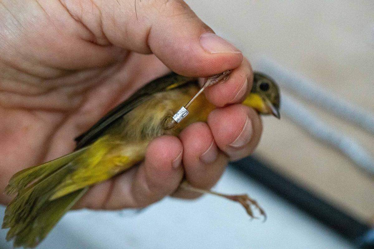 South Floridians can be part of the new “Adopt-A-Net” Fall Migration fundraiser to benefit birds, field research, and community outreach.