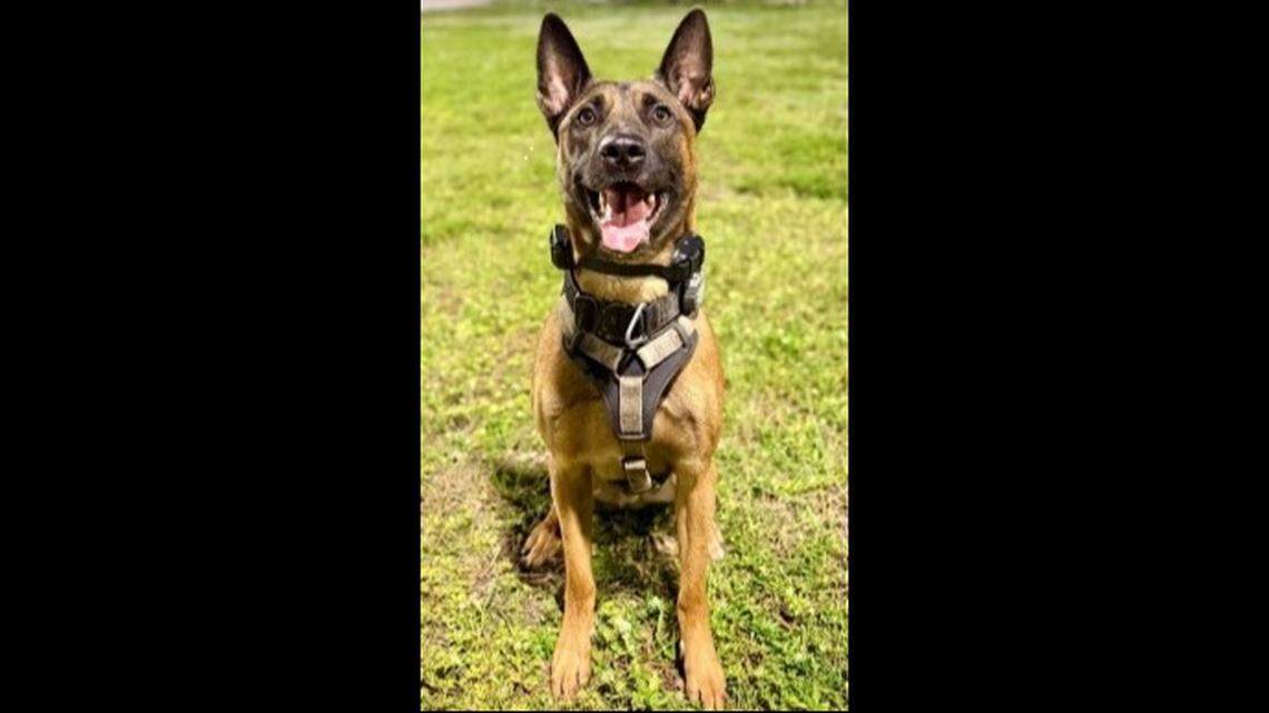 Fort Lauderdale K-9 cop survives after being shot while chasing burglary suspect