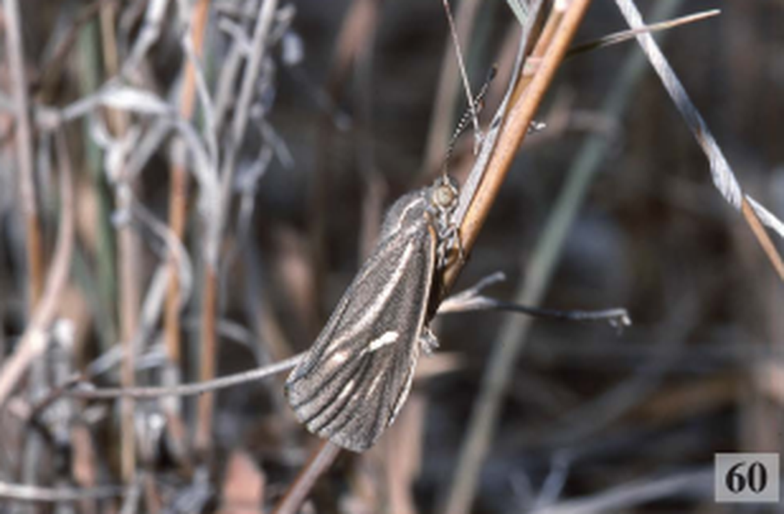 The northern straited sun moth.