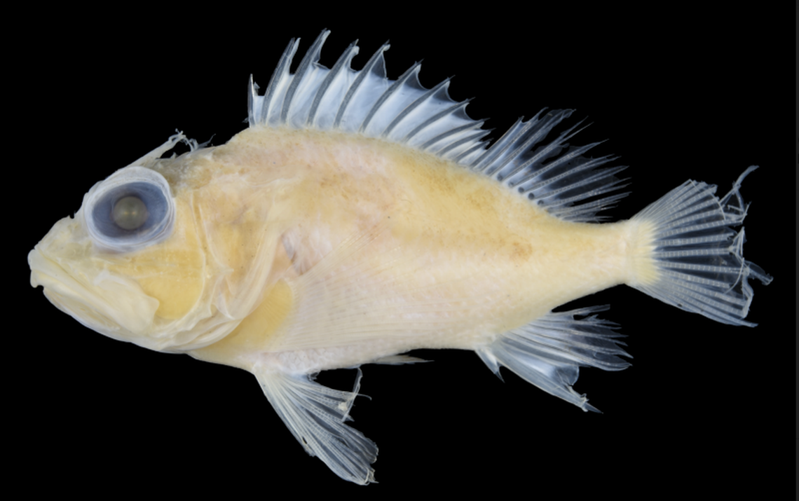 The fish has longer pectoral-fin rays which mimicked the wing of a bird, the scientists said.