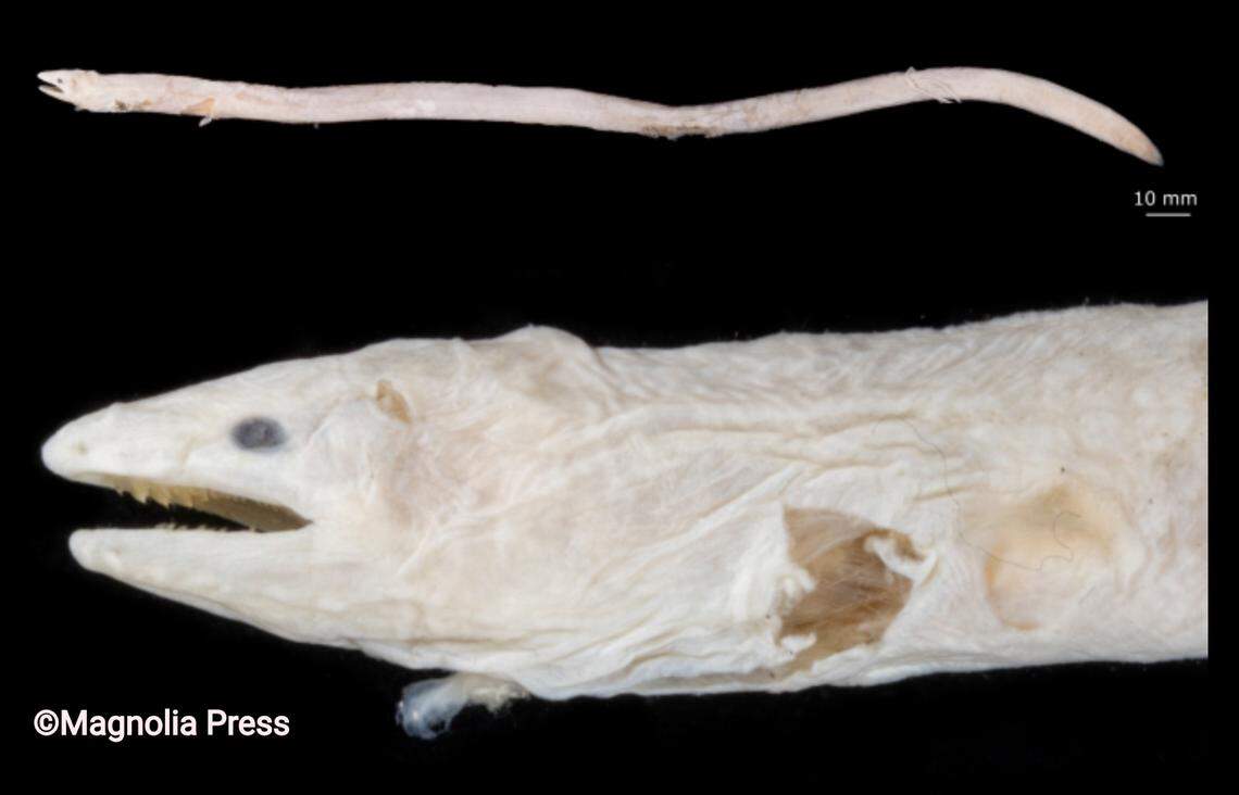 The species has been preserved for more than a century and a half, and has a thin layer of skin over its eyes.