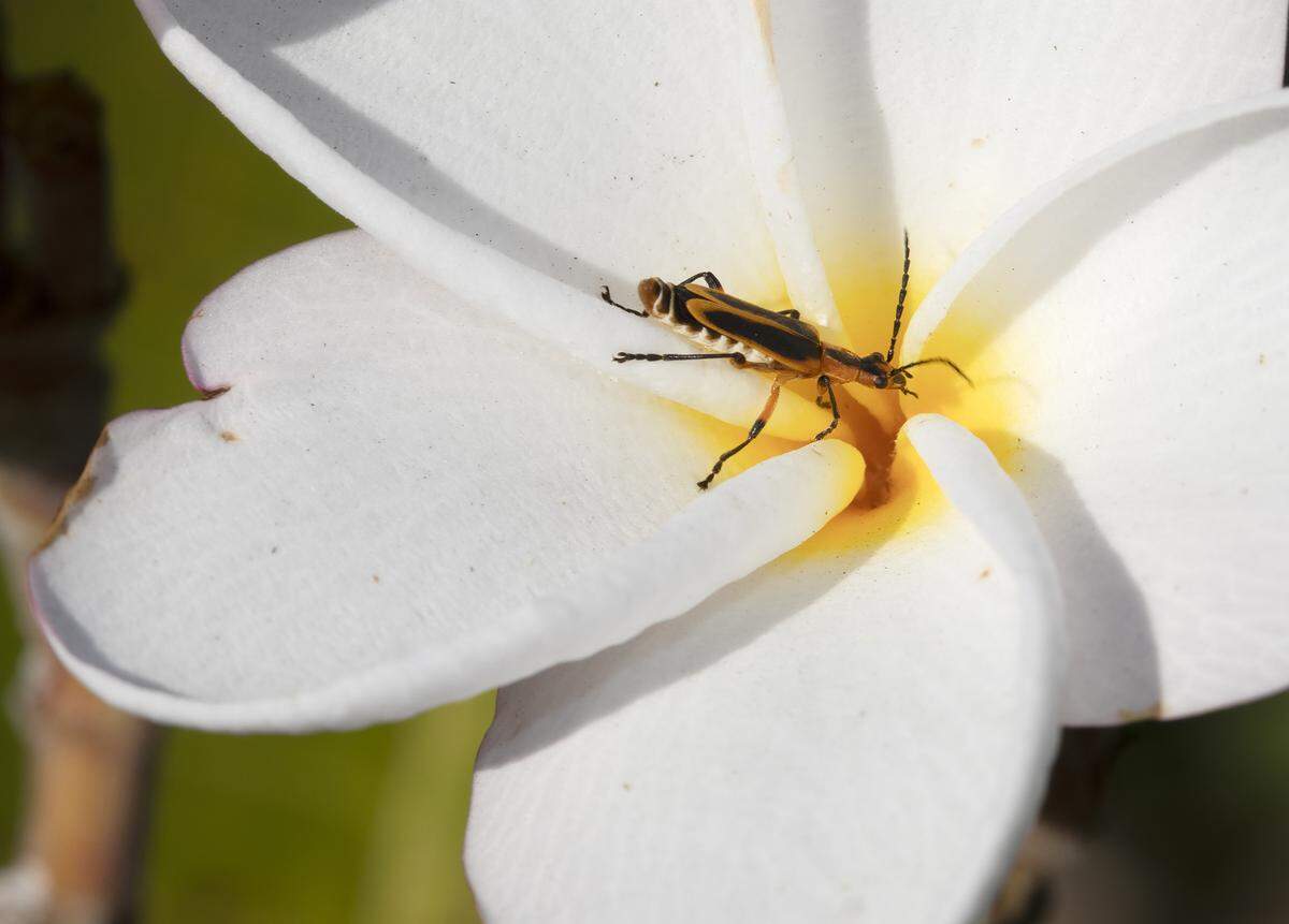Remember to peek inside flowers and underneath leaves.
