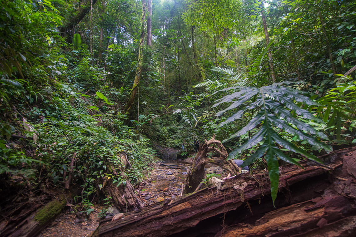 The forest where the new species was found.