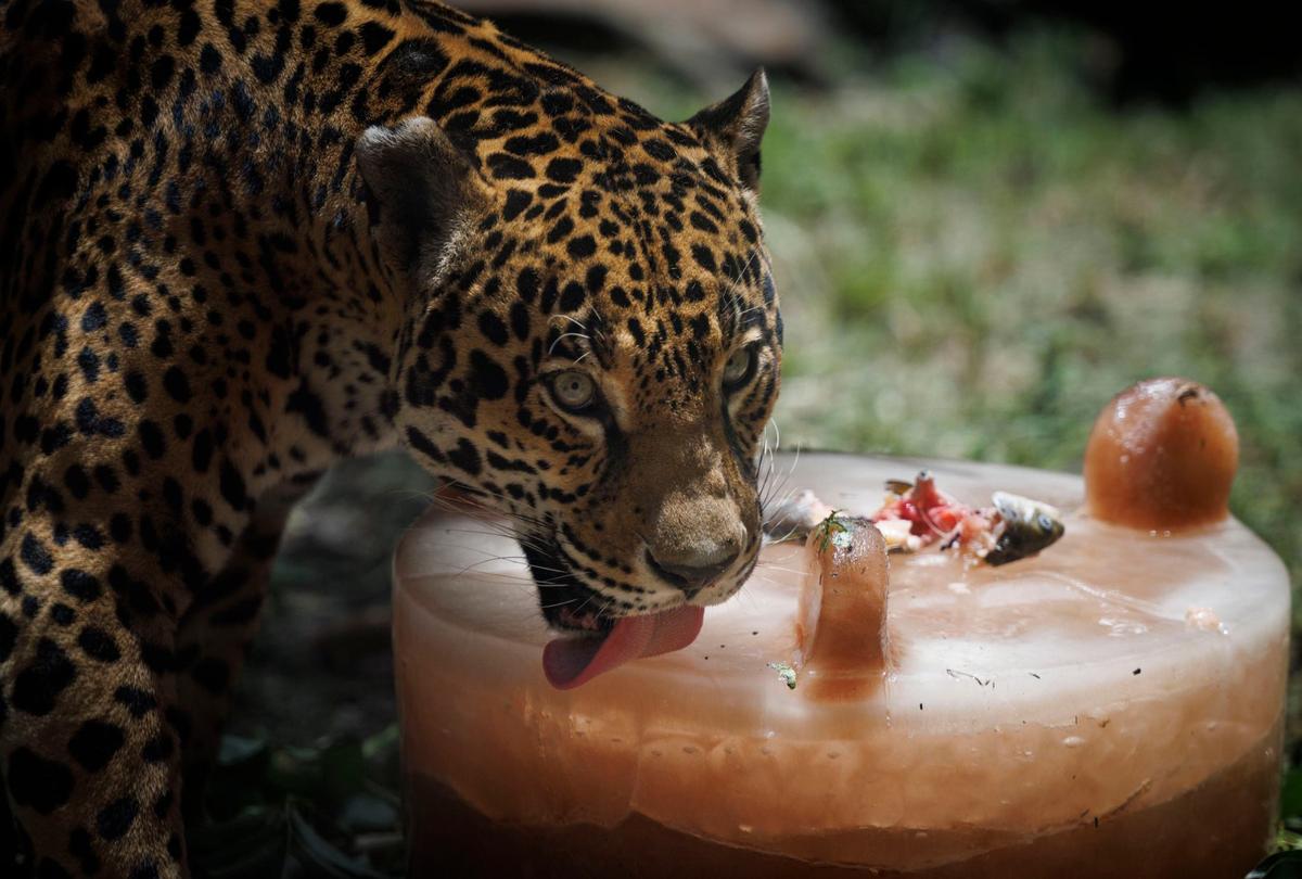 A leopard licks a popsicle made out of frozen fish and meat juices during the day to keep cool on Tuesday, July 30, 2024, at Zoo Miami. Carnivores popsicles, used to keep cool and for enrichment, are made out of meat juices, water, and chunks of fish, rodents, and other meat.