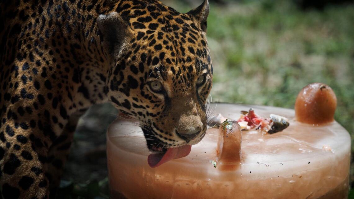 Fish popsicles and ice sponge baths: How Zoo Miami cools off its animals