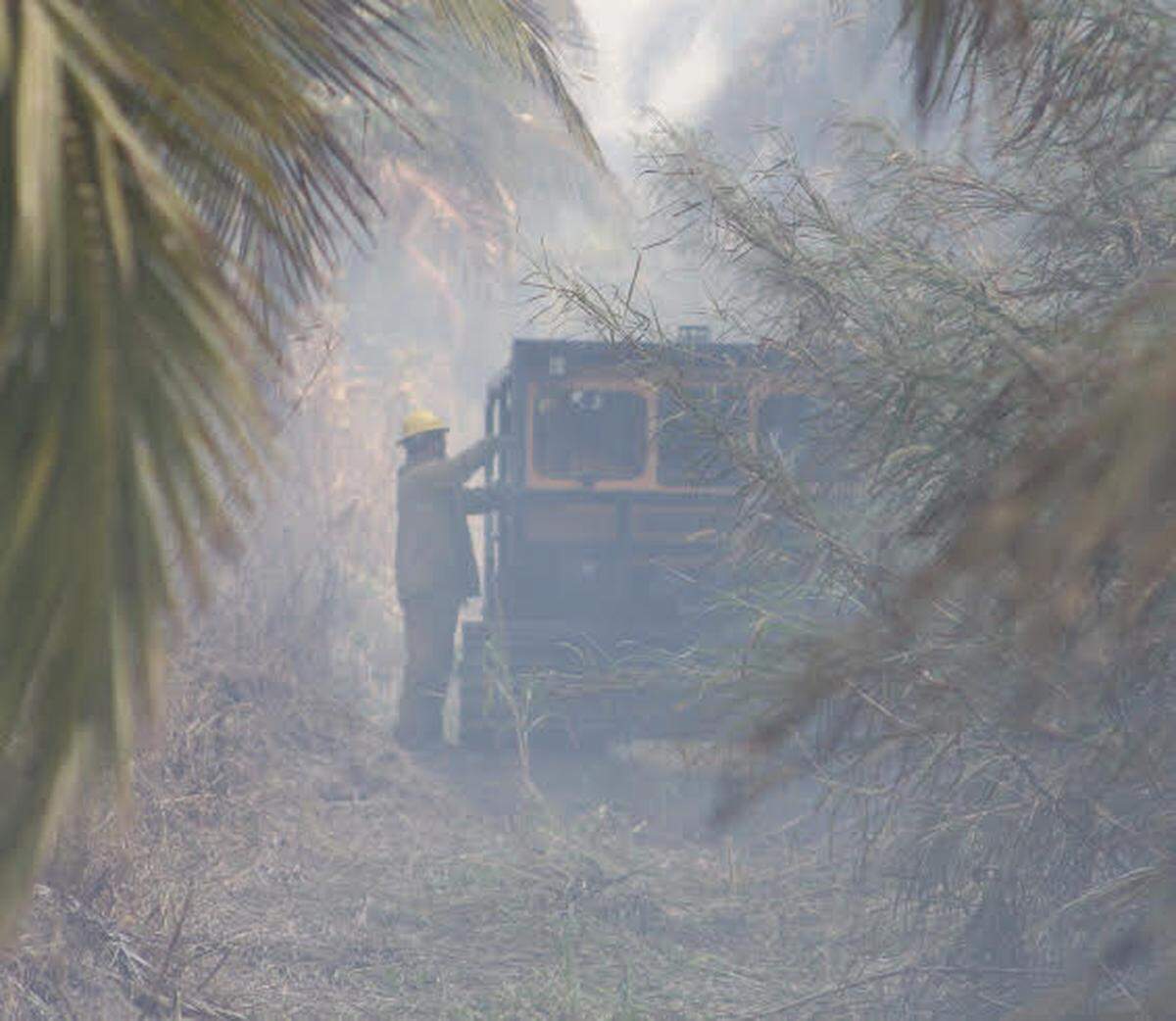 A Bombardier tracked Florida Forest Service vehicle drives in between coconut palm trees knocking out a brush fire at a farm on Southwest 112th Avenue and 268th Street Friday, March 3, 2023.