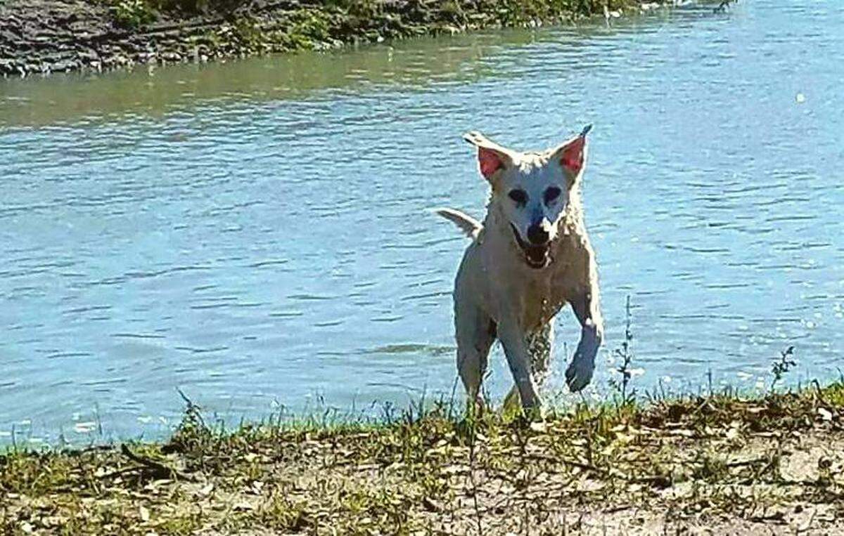 Spirit, a yellow Labrador Retriever, trained in human remains detection, died Aug. 7, 2018, just shy of her 15th birthday.